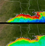 dead zones in Gulf of Mexico
