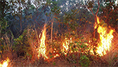 Amazon Forest Fire Risk to Increase in 2013