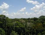 amazon canopy
