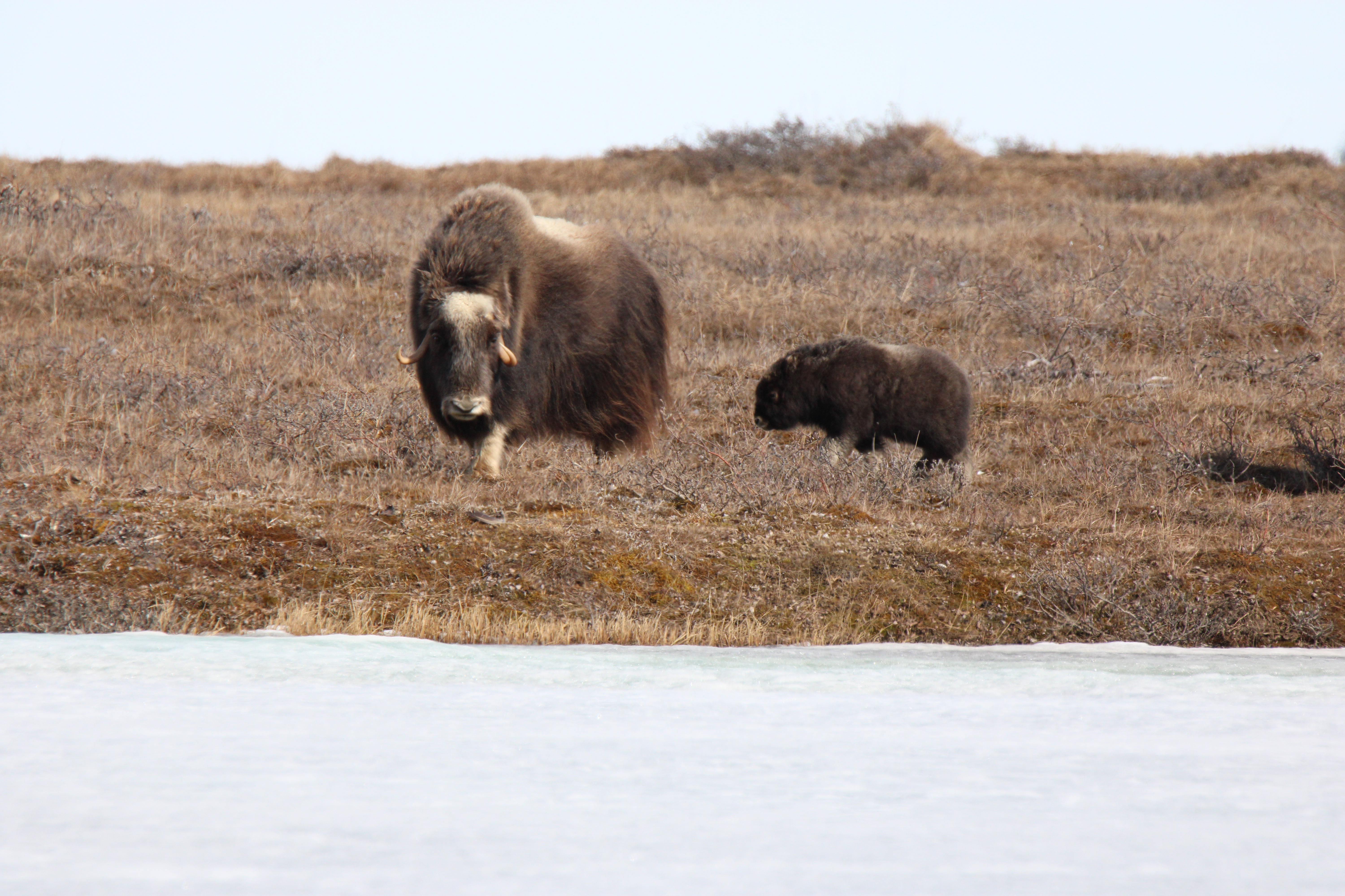 Muskox
